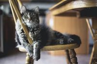 Katze und Stuhl
